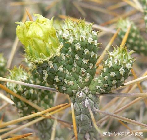 仙人掌有毒|仙人掌（仙人掌科仙人掌属植物）